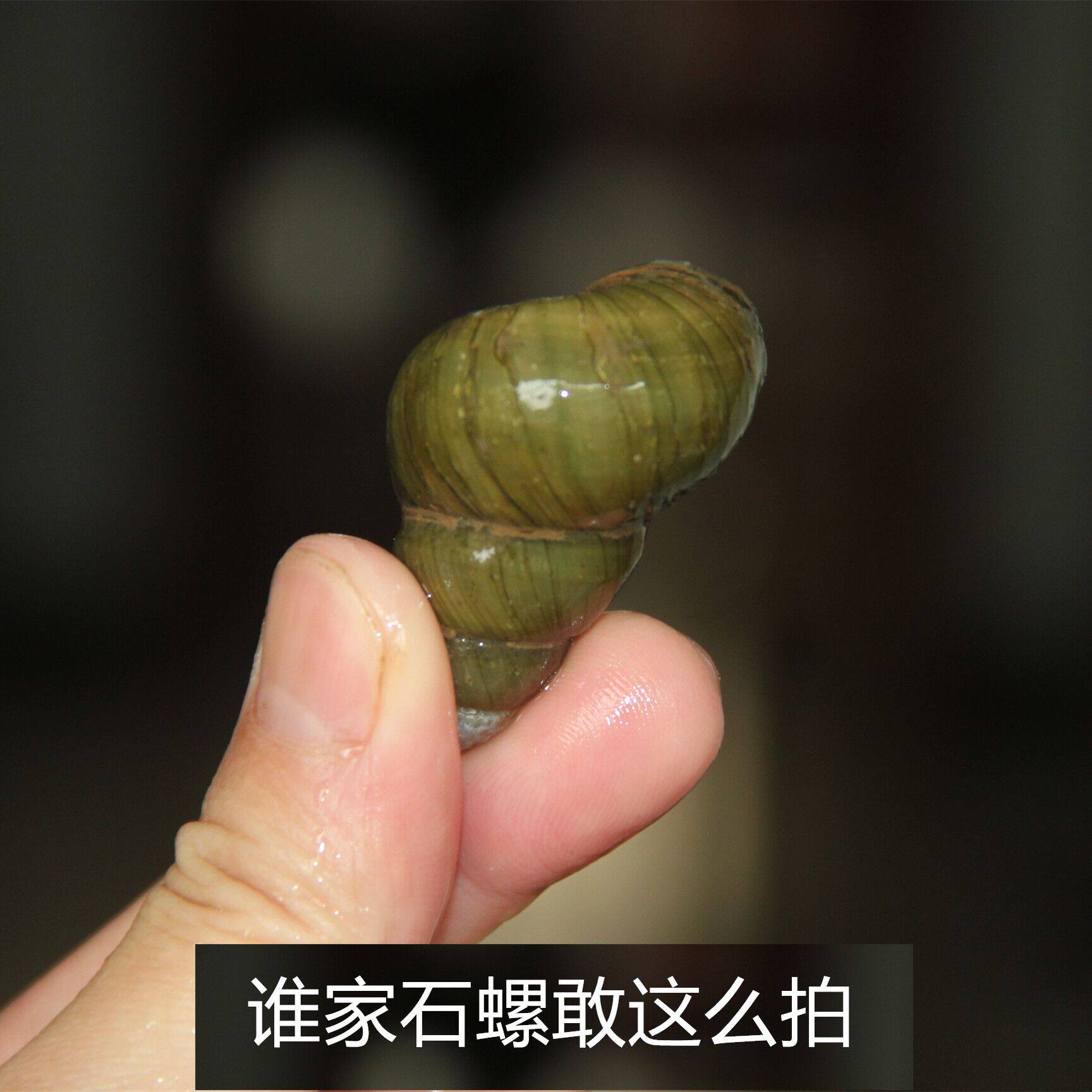 什么样的新鲜大田螺活体活石螺最适合烹饪螺蛳粉?-泥螺-淘宝百科网