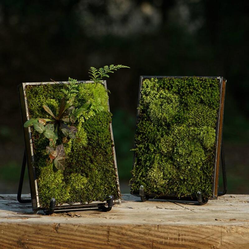 Micro-Landscape Moss Landscaping Ecological Glass Flower House Frame-Style Tripod Horizontal Slope Desktop Green Plant Flower Pot