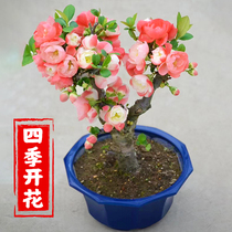 Seasonal flower pots saplings double flowers bonsai old piles garden green plants indoor and outdoor flowers