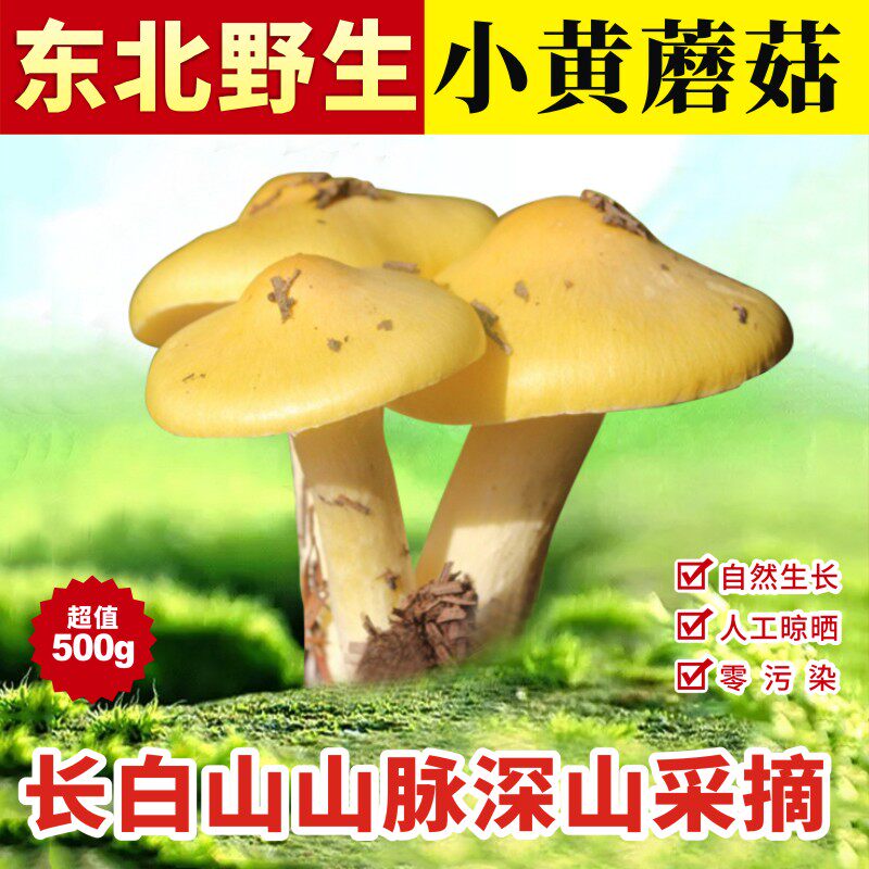 Northeast Teryield wild small yellow Mushroom T Dry Cargo Grade Dry Pine Mushroom 500g Fresh Alsan butter mushroom soup fungus-Taobao