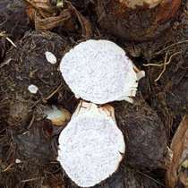 Chaoshan self-grown taro fresh powder glutinous farmhouse taro vegetable specialty soft waxy 3kg