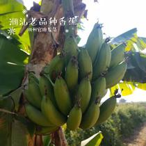 Chaozhous own sweet big banana fresh seasonal fruit seasonal fruit seasonal banana 5kg plantain