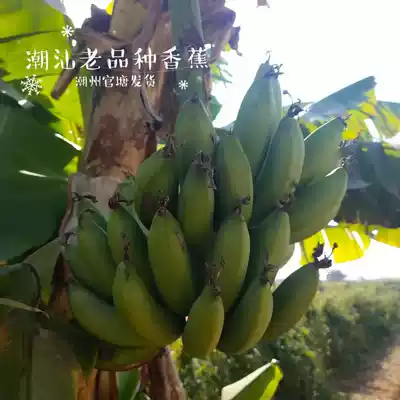 Chaozhou home-grown sweet bananas, fresh seasonal fruits, seasonal plantains, 5 kg plantains