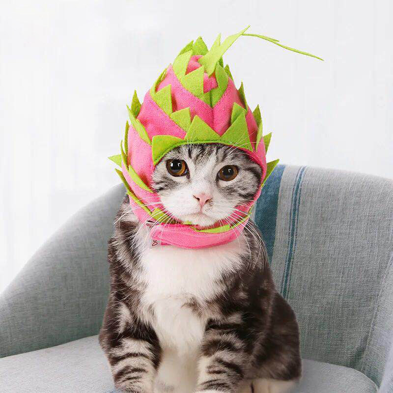 Pitaya styling cat cute headgear dog hat pet shooting props hat cat birthday funny headgear
