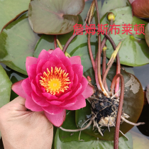 Water lily root block pond large water lily rhizome flower hydroponic plant four seasons lotus potted hydrated flower lotus with bud