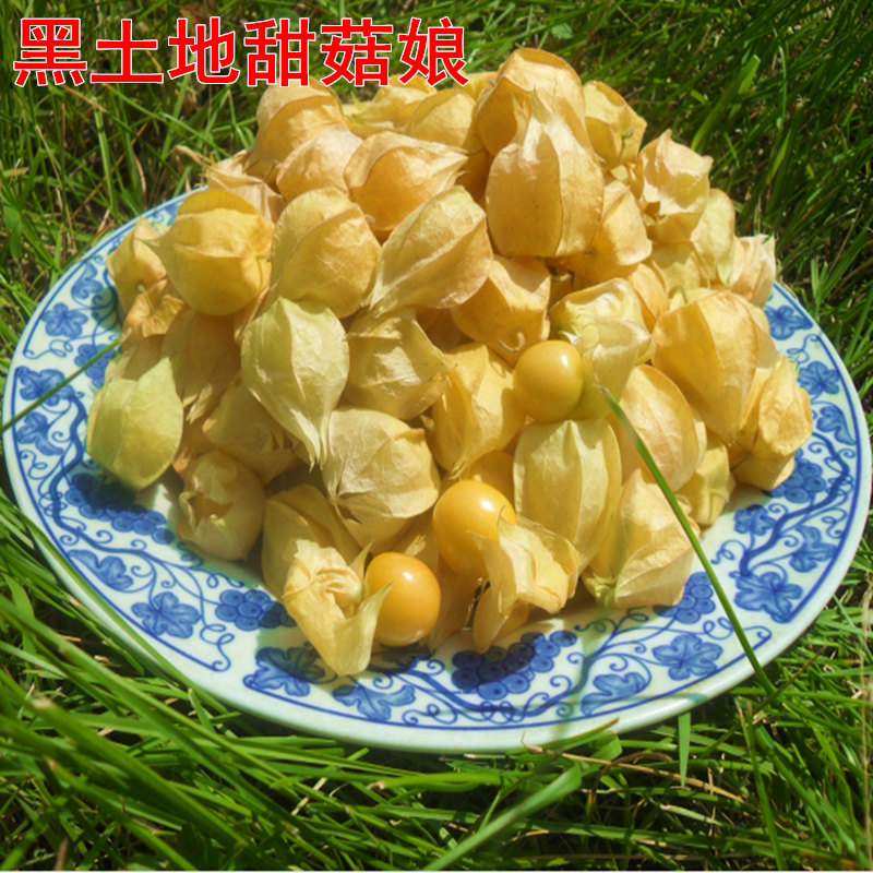 Sweet mushroom maids dongbei mushroom lantern fruit mushroom mushroom madam one piece of three pounds