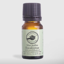 perfect potion bracelet essential oil 10ml eucalyptus