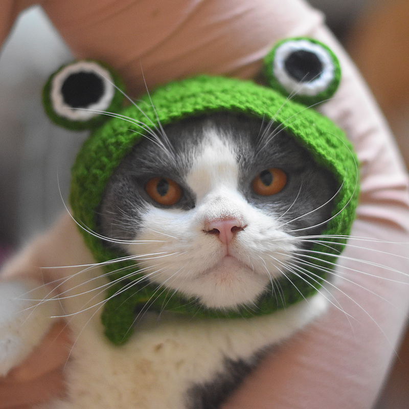 Cute cat frog headgear short funny soft cute hand knitted hat photo props dog pet accessories
