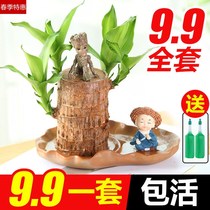 Brazilian wood Lucky wood flowering groot water cultured Flowering Potted Four Seasons evergreen Plants Indoor Hydroponic flowers lucky