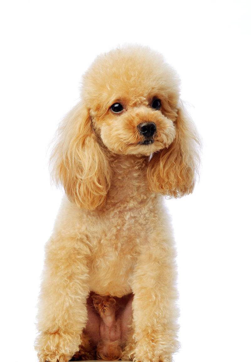 泰迪犬的嘴巴變紅 有這麼多的原因 淘寶海外