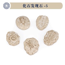 Boko Heartworlds Sand Trays Game Mental Sand Fossils Fossil Finds Stone 5 Sets Children Discover Toys Cognition Models