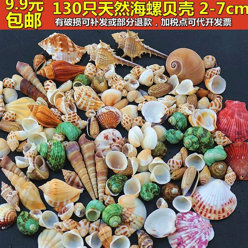 海螺贝壳海星 地台鱼缸造景装饰寄居蟹打孔儿童手工相框漂流瓶