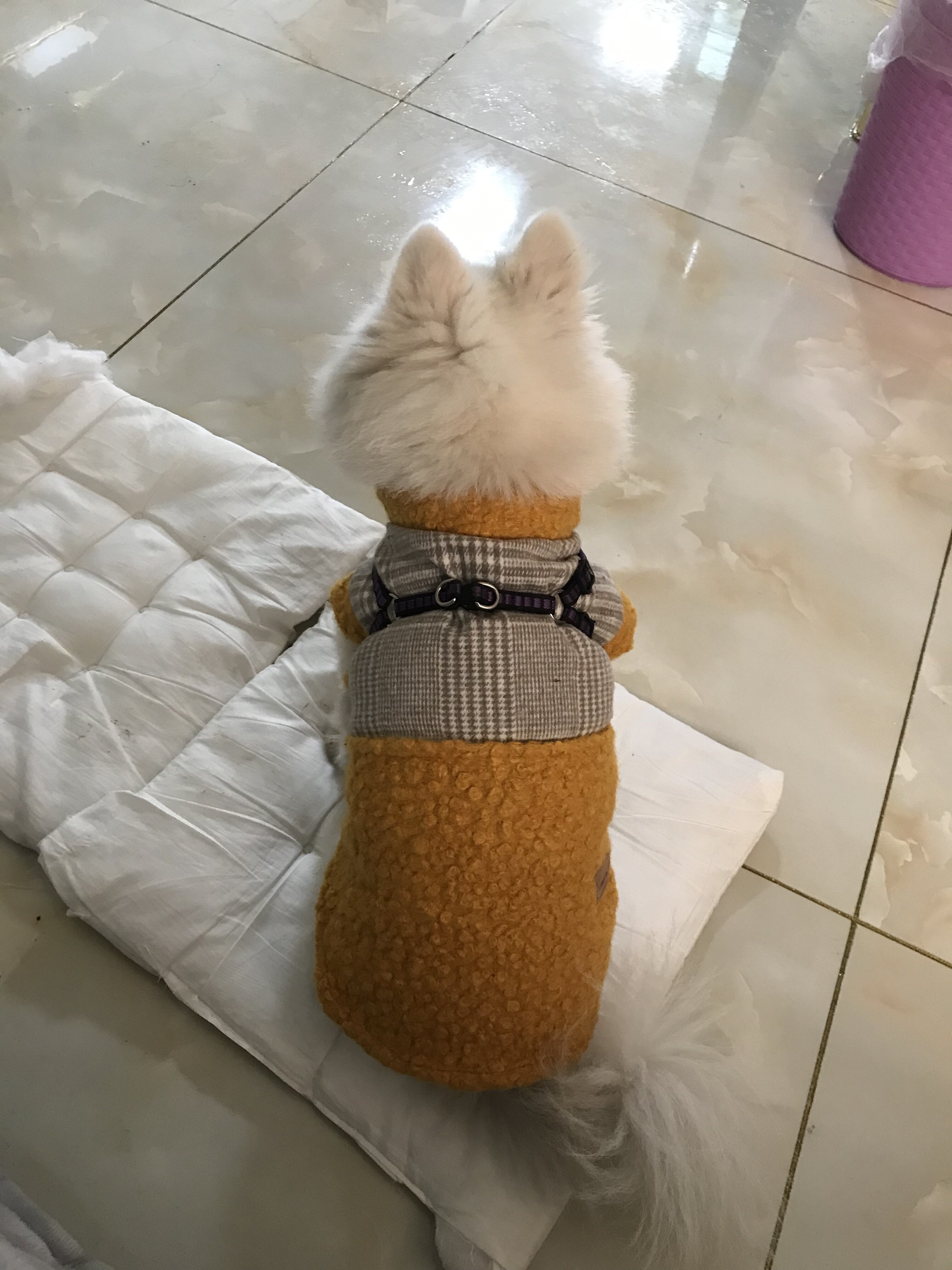 玛莎阳光下的发梢的LOGO