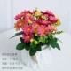 04-Han Ju Pot Pount Rose Red