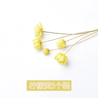 Бразильский маленький звездный лимонный желтый