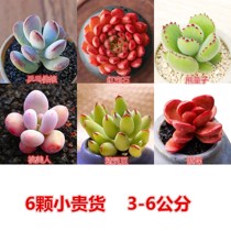 Succulents 50 flowers affordable Aloe vera pot plant meat new autumn does not repeat rare lucky hands