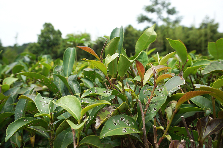 堡家【503】05年生晒老茶婆 广西梧州黑茶传统农家生茶约2斤茶砖