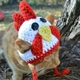 Петух домашняя шляпа