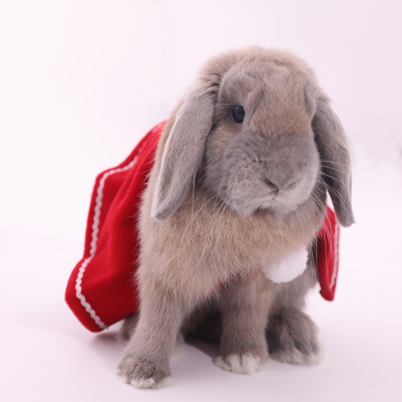 Christmas Obsessed with your skirt Cape Red Rabbit Cloak Teddy Pooch Kitty Princess Cloister Adornment Rabbit Clothes