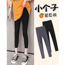Underpants woman Summer slim fit slim fit with slim height waist collection Belly Shark outside wearing tight 80% 90% pants