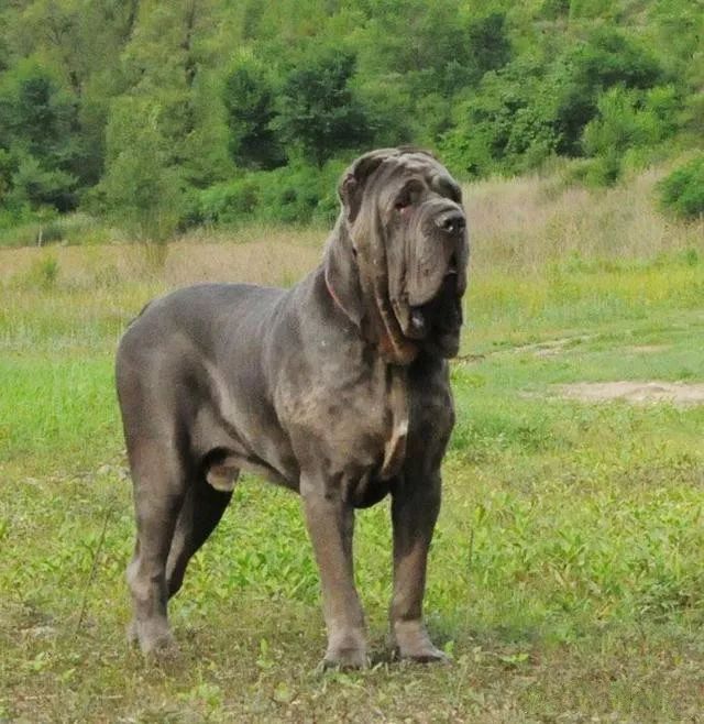 世界5大兇犬 每隻都是 Ldquo 洪水猛獸 Rdquo 淘寶海外