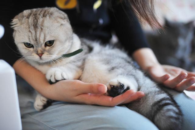 养猫最易犯的5大错误,看你中了几个