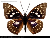 Розовый, 8см