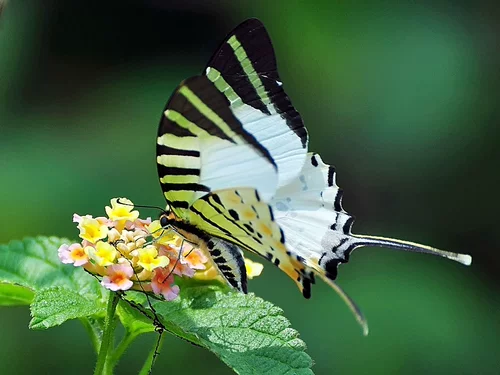 Натуральные учебные пособия, учебный образец, 16 года, «сделай сам»