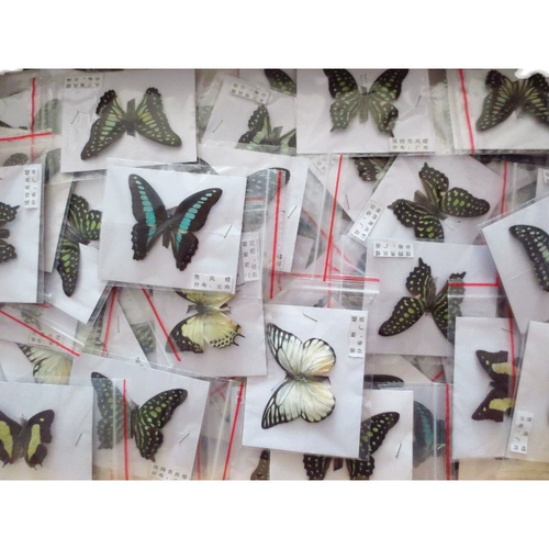 Натуральные учебные пособия, учебный образец, 16 года, «сделай сам»