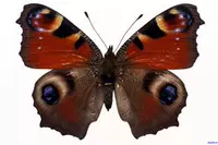 Павлин бабочка 5 см