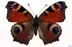 Павлин бабочка 5 см