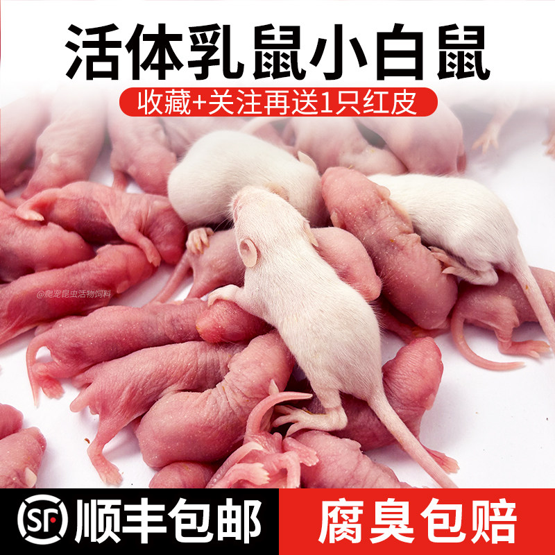 活乳鼠小白鼠宠物蛇无菌爬宠活饵饲料