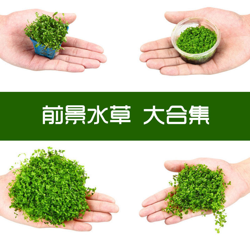 Fish tank view mini pearl climb pearl cow dig ear fork column blossom prospective sterile cup live water