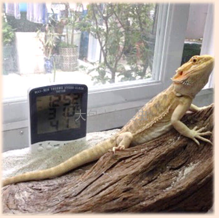 Reptile Electronic temperature and humidity meter climbing case KTJ reptile Thermometer Mane Lions Blue Tongue Stone Dragon Subada Radiant Angi