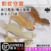 LIZARD LIVING CREATURE BAO WEN PALACE GUARD NOVICE ENTRY LAZY PET REPTILE EASY TO RAISE HETEROSEXUAL PET SMALL ALTERNATIVE CUTE AND DOCILE