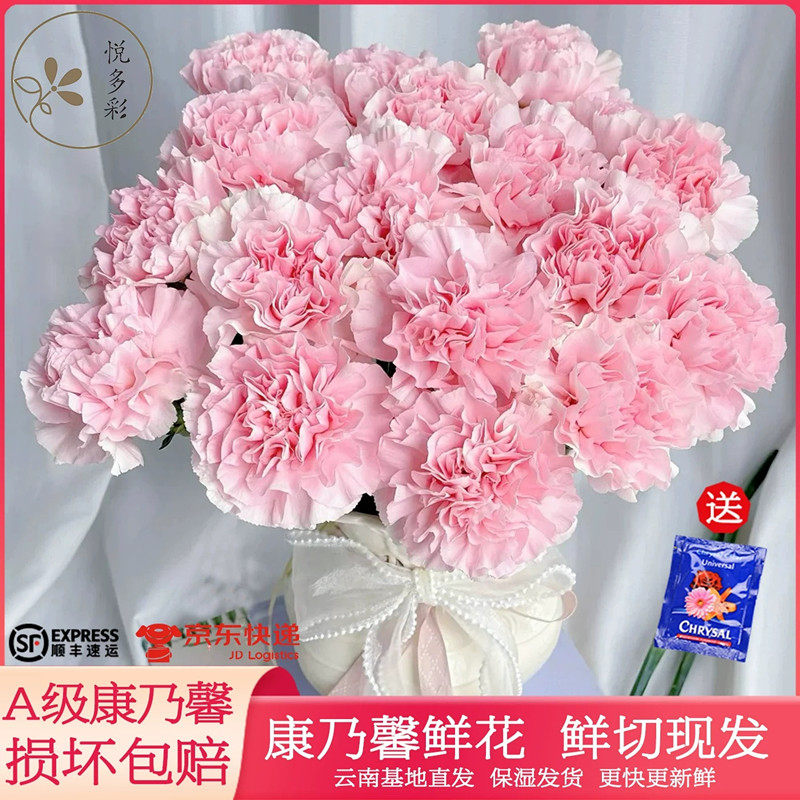 AB级多色单头康乃馨鲜花多头康乃馨云南基地顺丰直发母亲节日礼物