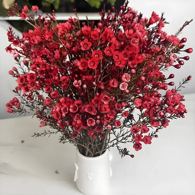 澳洲腊梅鲜花云南基地直发真花水培腊梅花卉室内插花瓶年宵花Q5