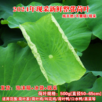 Now pick the whole lotus leaf wet beggars chicken lotus leaf chicken special lotus leaf 2024 fresh winter melon lotus leaf tea lotus root leaf fresh
