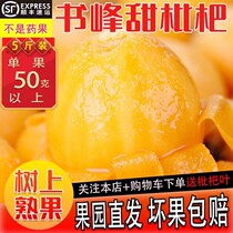 Loquat Fresh Big Fruit 5 catties Shunfeng когда она должна быть Ji Putian Book пика sweet Pipa теперь удалить всю коробку беременную женщину Fruit 3