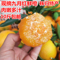 Zigui Orange Lun late spring orange September red navel orange jelly orange pregnant women juice orange sweet fresh fruit 10kg