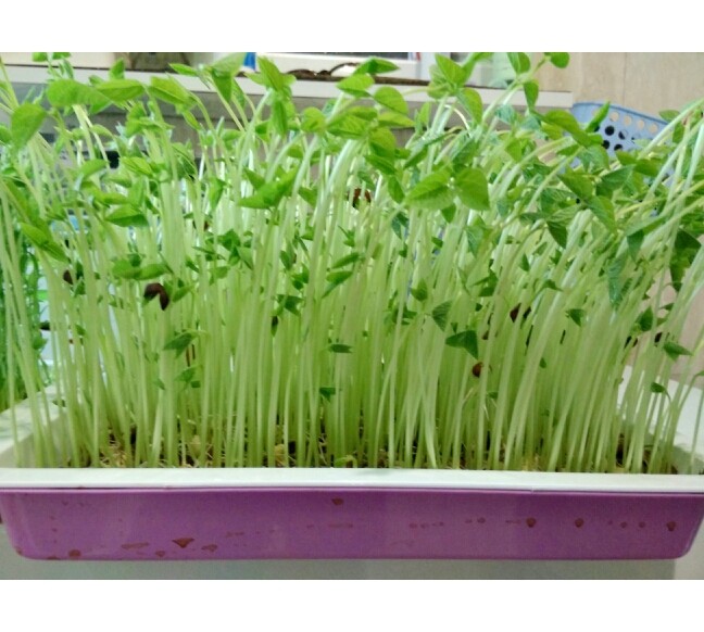 Water Bacon Red Bean Fry Seed Red Small Bean Red Bean Pearl Grain Small Red Bean Red Bean Red Bean Red Bean Red Bean Red Bean Red Beans No Soil Paper To Grow Sprouts