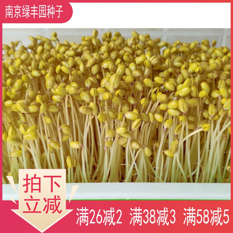 Soybean sprouts seed soaked raw bean sprouts seeds extra small small golden pearl beans soilless hydroponic sprouts