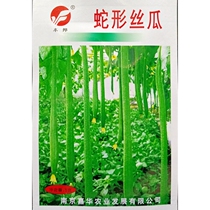 Snake-shaped loofah seeds long strips up to 1 meter or more 2 catties heavy water melon seeds spring and summer sowing vegetables 5 grams 40 grains