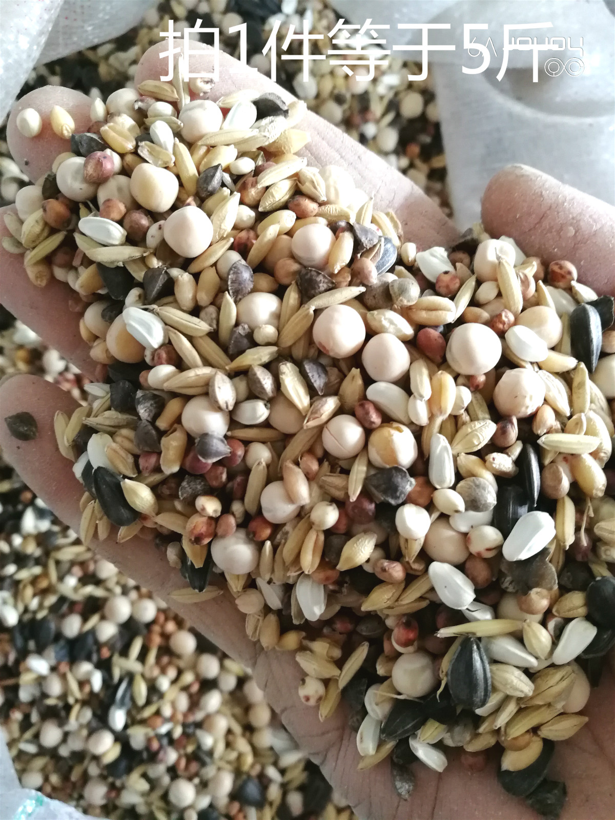 Pigeon-free corn racing pigeon Geon-Watching Pigeon-Young Pigeon Food Pat 1 = 5 catty