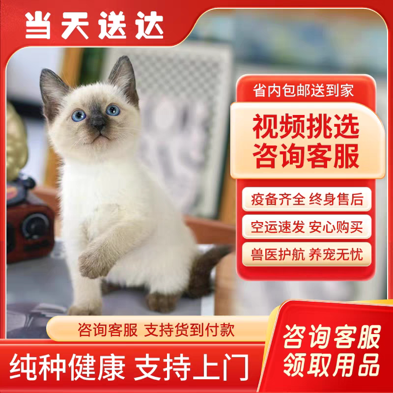 暹罗猫幼猫纯种海豹重点色:挖煤工泰国星罗猫,煤老板宠物活物小猫咪!-猫咪-淘宝好物网