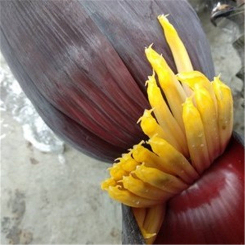 Marvel River Fresh Plantain Hearts Plantain Flowers Banana Flowers Great Banana Blossom Banana Lace Fresh Food Flower 5 Catty