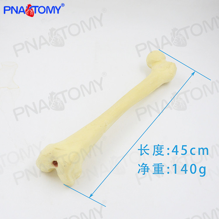 1比1仿真骨手术实操股骨头骨科pfna人工合成创伤骨科操作器械练习