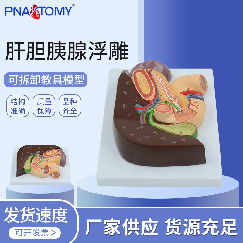 肝胆胰腺十二指肠胃解剖模型 消化系统结构展示教具 医学教学用