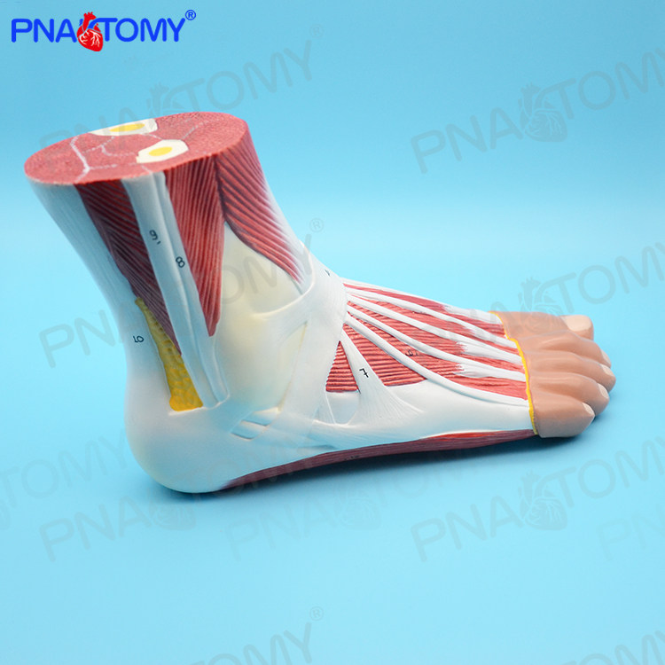 医学足底脚关节肌肉韧带脚踝关节足弓模型人体医学运动疼痛科标本