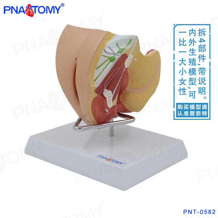 PNATOMY 人体解剖模型女性生殖子宫模型医院用教具妇科演示讲解